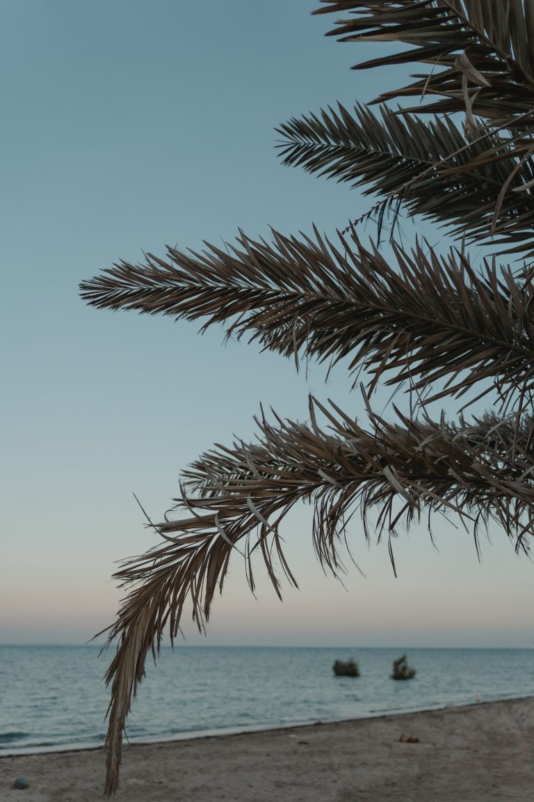 Tranquil tropical beach scene with soft palm fronds and a calm distant ocean, natural background texture