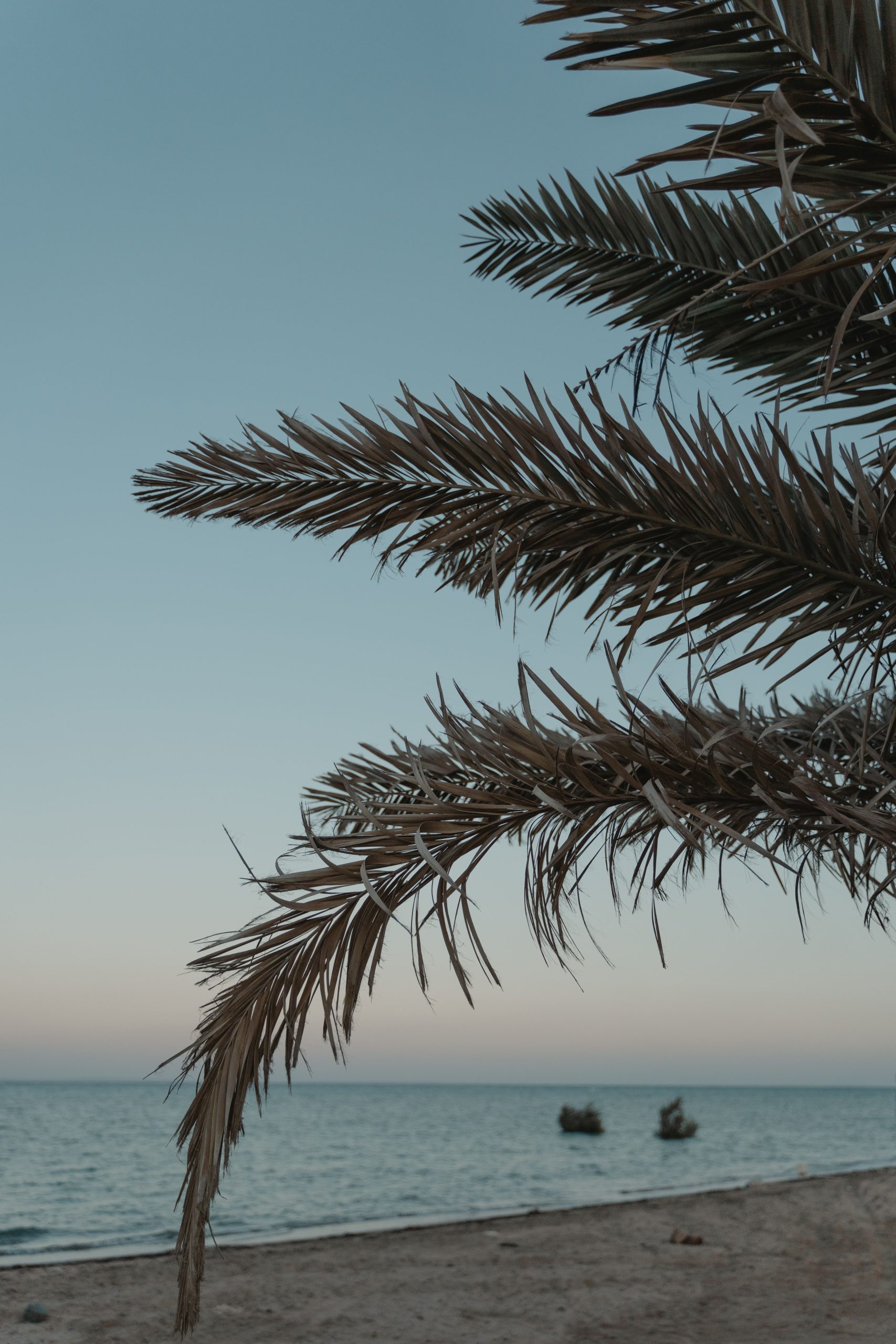 Tranquil tropical beach scene with soft palm fronds and a calm distant ocean, natural background texture